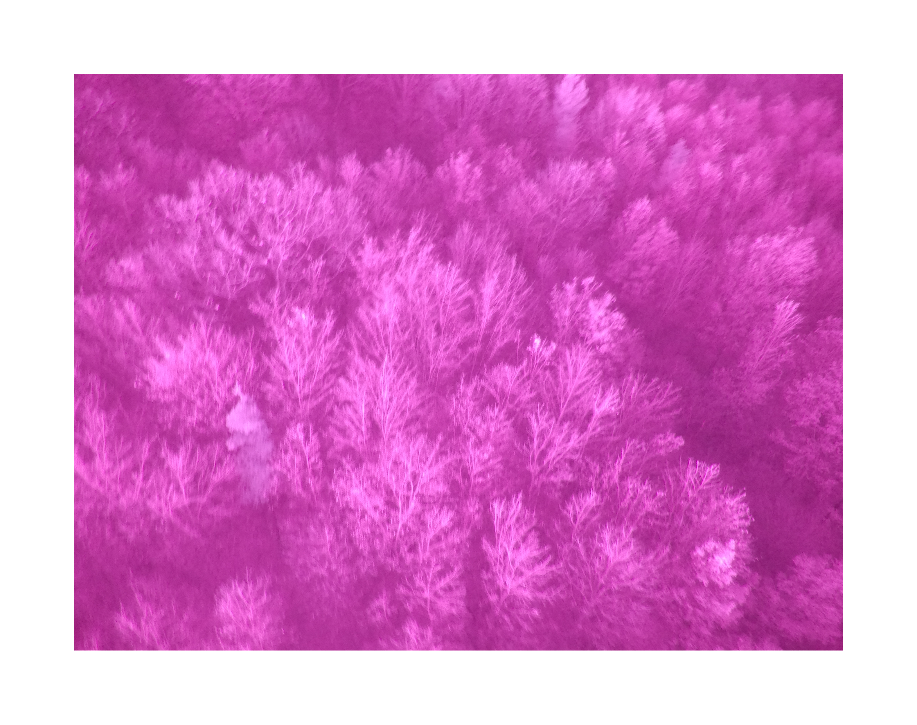 NDVI Capture for Heat Map