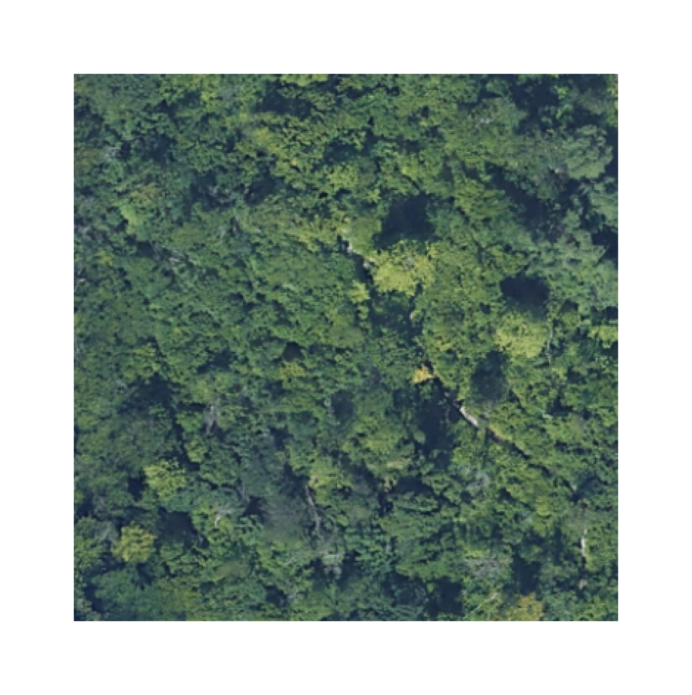 Vegetation Map Capture